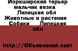 Йоркширский терьер мальчик вязка  - Липецкая обл. Животные и растения » Собаки   . Липецкая обл.